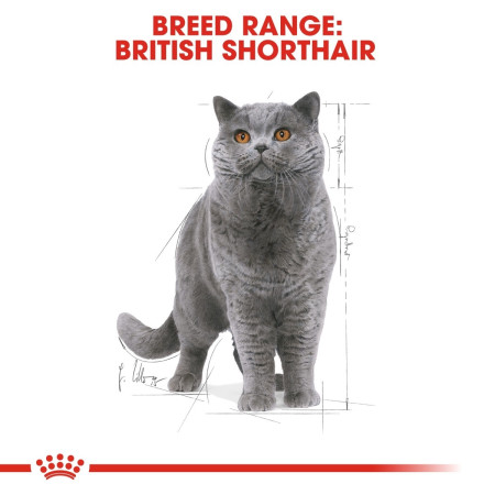 Royal Canin British Shorthair Adult Wet Cat Food in Gravy #4