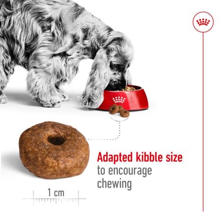 Royal Canin Medium Ageing 10+ Dry Dog Food #4