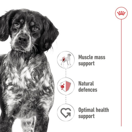Royal Canin Medium Adult Wet Dog Food in Gravy #3
