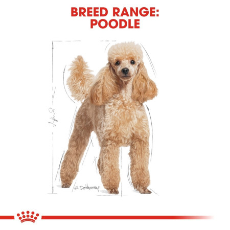 Royal Canin Poodle Wet Adult Dog Food #5